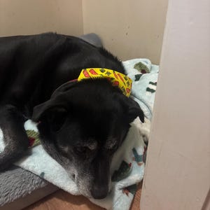 amber added a photo of their purchase