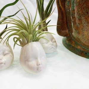Air Plant Xeric Variety Mix of 10 Airplant, Tillandsia, Wholesale, Bulk ...