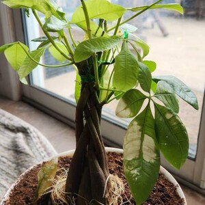 RANDALL added a photo of their purchase