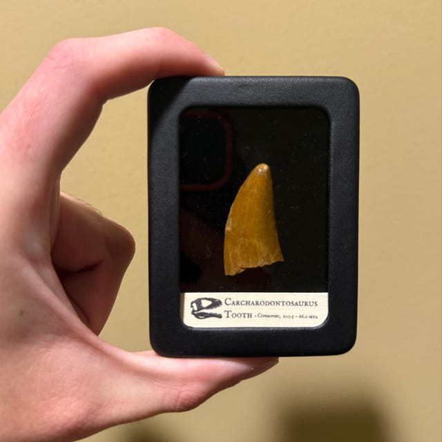 Squalicorax Shark Tooth, Real Fossil - Cretaceous Period - 109.56
