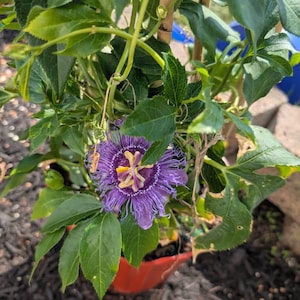 Best Passion Flower Vine Plants Florida: Top Picks for Lush Gardens 4 Best Passion Flower Vine Plants Florida: Top Picks for Lush Gardens