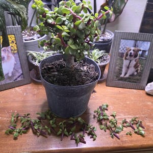 Rachel さんが購入した商品の写真を追加しました