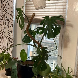 Susanna added a photo of their purchase