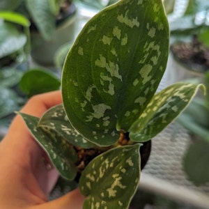 Mackenzie hat ein Foto des gekauften Artikels hinzugefügt