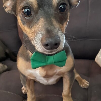 grey dog bow tie
