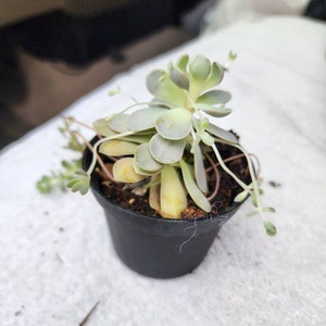 Rose added a photo of their purchase