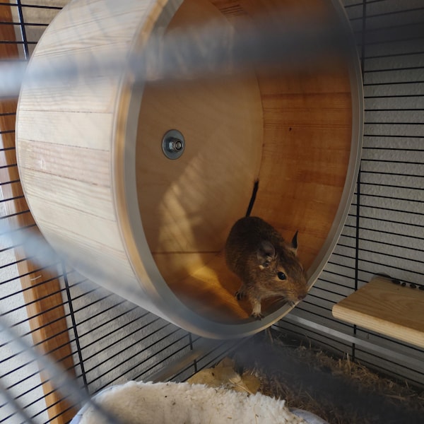 Picture of Hamster Hideout. Hamster House. Personalized Haven for Small Rodents ...
