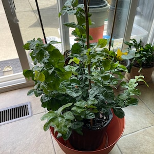 Rachelle added a photo of their purchase
