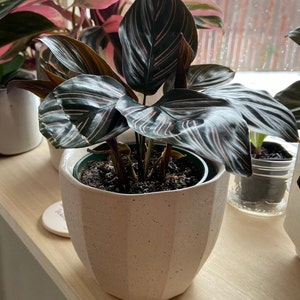 Makiko added a photo of their purchase