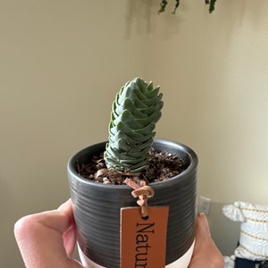 Comprador de Etsy ha añadido una foto de su compra