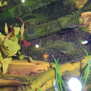 Adlai hat ein Foto des gekauften Artikels hinzugefügt