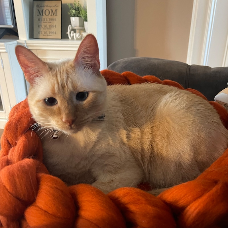 Customer photo of Merino Wool Pet Bed