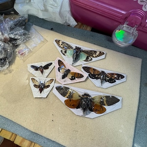 Mishell added a photo of their purchase