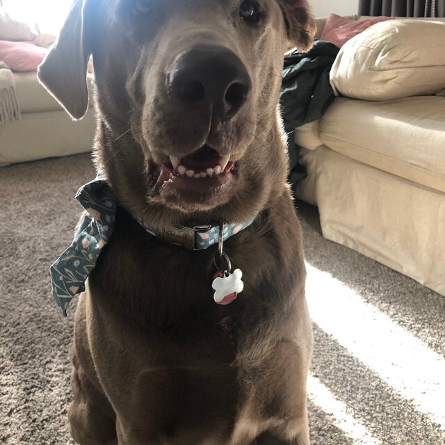 MuttsnBones Unique Dog Collars Leashes and More by MuttsnBones