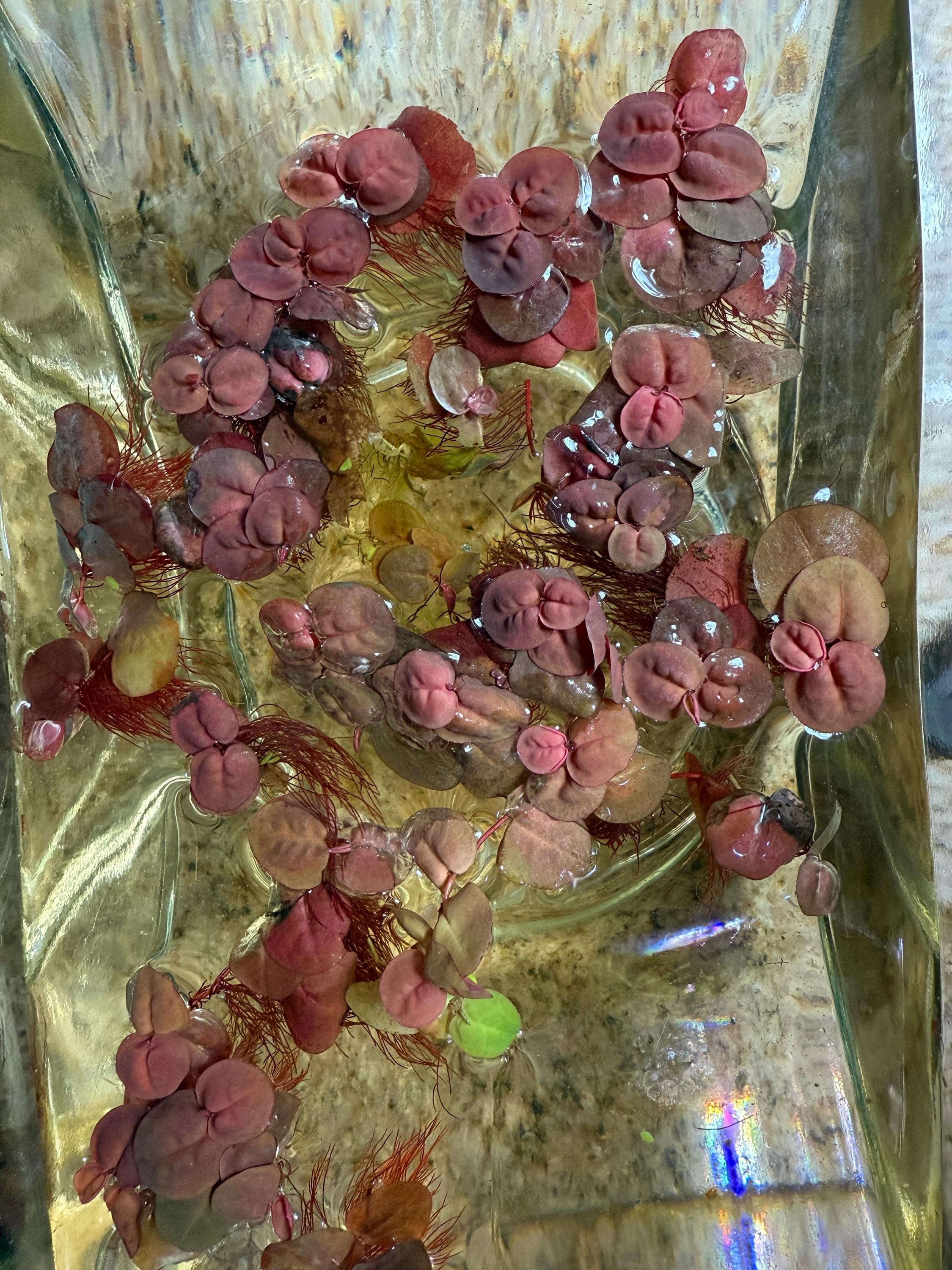 60+ leaf red root floaters live aquarium plant aquatic plant buy 2 get 1 free