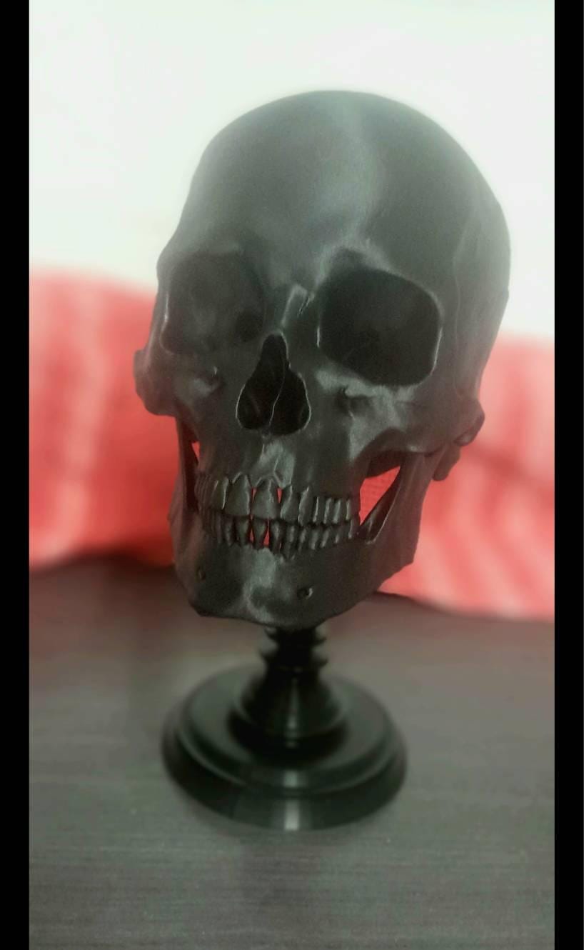Realistic Human Skull, Skull Replica with Detachable Plinth, 3D-PRINTED