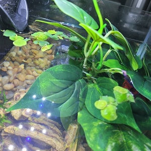 Holly hat ein Foto des gekauften Artikels hinzugefügt