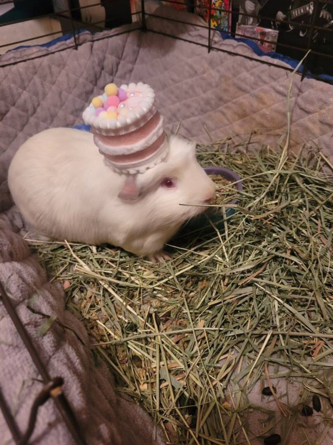Customer photo of a pet with the Birthday Cake Felt Hat- Photo prop