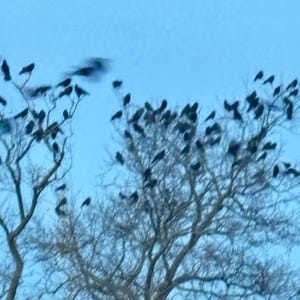 Cuenta inactiva ha añadido una foto de su compra