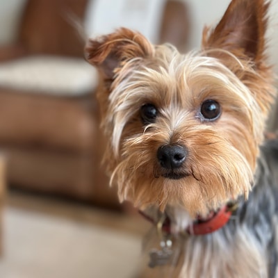 Leather Dog Collar Personalized Classic Genuine Brown Leather gold