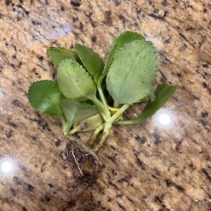 Mary added a photo of their purchase