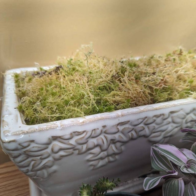 Live Fresh Cushion Peat Moss Sphagnum Moss for Terrariums at Rs 800