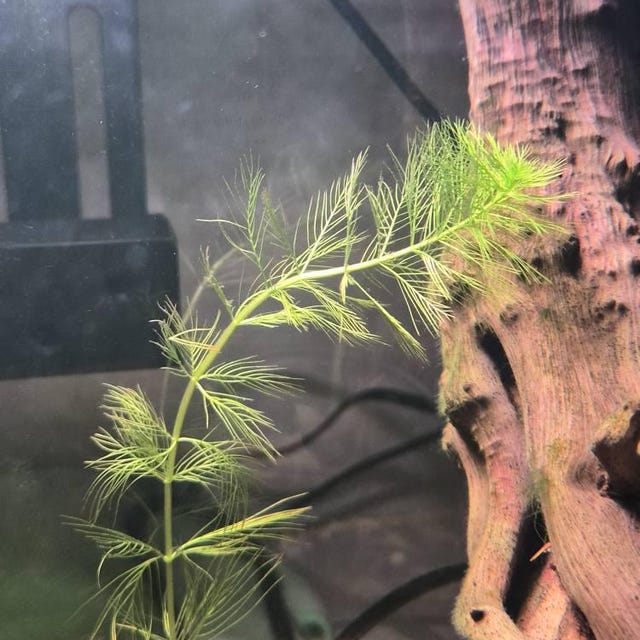 Hemianthus micranthemoides, Pearl Weed, Live Aquarium/Aquatic