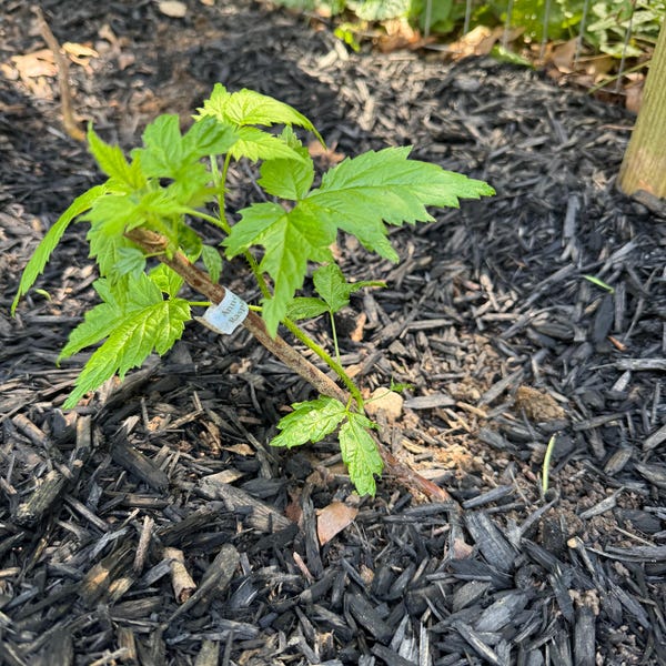 Zone 4 Raspberry Plants 3 Raspberry Plants