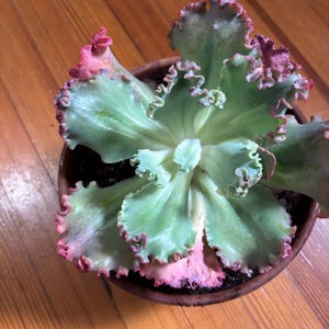 Sheila added a photo of their purchase