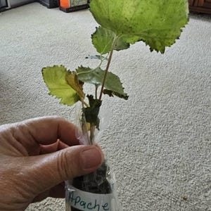 Rosemaria added a photo of their purchase