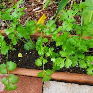 Kerri ha añadido una foto de su compra