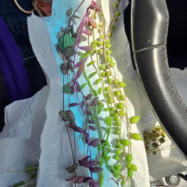 20 Trailing Succulent Strings With 7 Varieties, String of Pearl, String ...