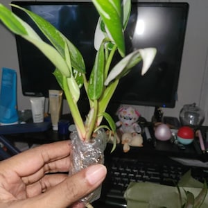 Adreina added a photo of their purchase