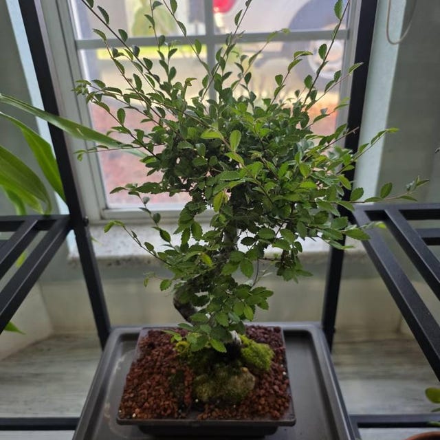 bonsai tree nutrients Bonsai Plant Food  Lush Leaf