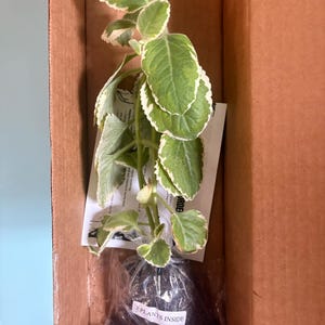 Cannell added a photo of their purchase