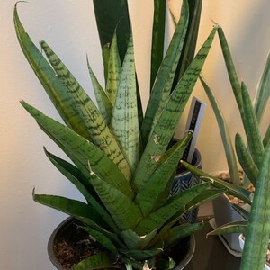 Sansevieria Hybrid \u2018Silver Surfer\u2019 Sansevieria Hybrid \u2018Silver Surfer\u2019