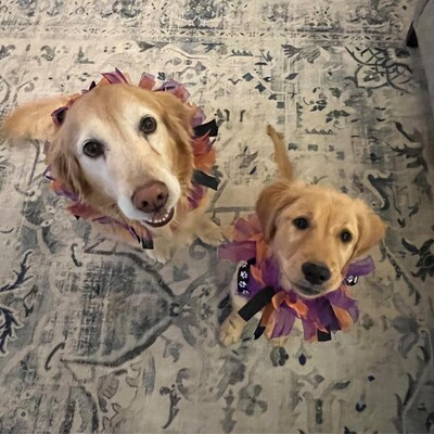 Leopard Dog Paw Crew Neck Tie Dye T-shirt – Wonder Closets