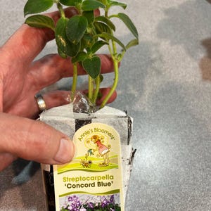 Kristen hat ein Foto des gekauften Artikels hinzugefügt