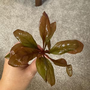 Jay adicionaram uma foto da sua compra