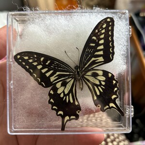 昆虫標本ギフト、ユニークな壁飾り、ユニークなギフト、蝶標本記念品