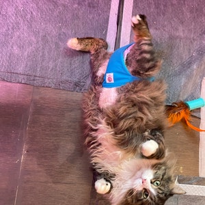 Cats Stud Pants Belly Band Special Needs Spraying Leafiness