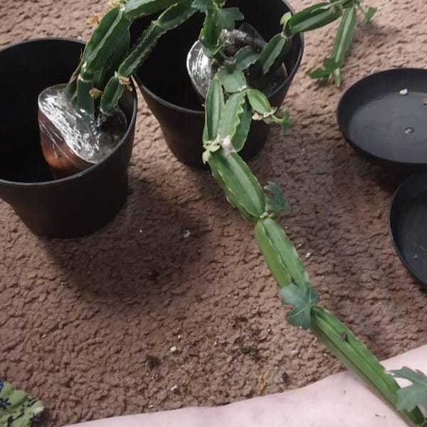Kiwi Dragon Tree Dracaena Marginata 6