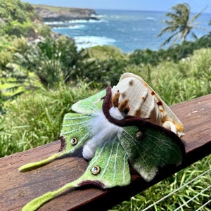 Needle Felted Luna Moth - Realistic - Gift for Entomologists and