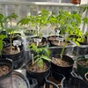 ALBERO GIGANTE DI Pomodoro - Tomato Giant Tree, 25 Semi Spedizione H 459948 ALBERO GIGANTE DI Pomodoro - Tomato Giant Tree, 25 Semi Spedizione H 459948