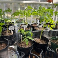 ALBERO GIGANTE DI POMODORO - TOMATO GIANT TREE, 25 SEMI PREZZO SPECIALE OMAGGIO ALBERO GIGANTE DI POMODORO - TOMATO GIANT TREE, 25 SEMI PREZZO SPECIALE OMAGGIO