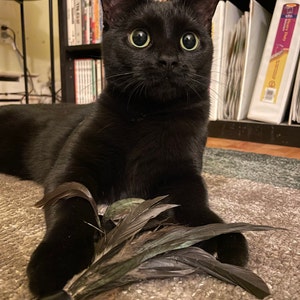 Rachel added a photo of their purchase