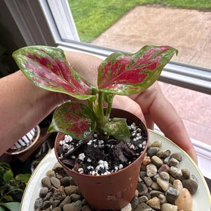 Planta de inicio Aglaonema black maroon (¡TODAS LAS PLANTAS DE