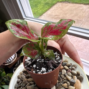 bleeding heart philodendron Heart Leaf Philodendron main image 1