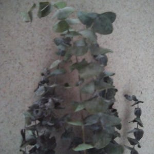 Tracy added a photo of their purchase