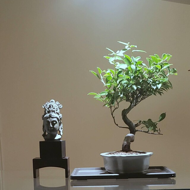 Golden Gate Ficus Bonsai Tree: 8-year-old Indoor Plant With Humidity Tray -  Etsy